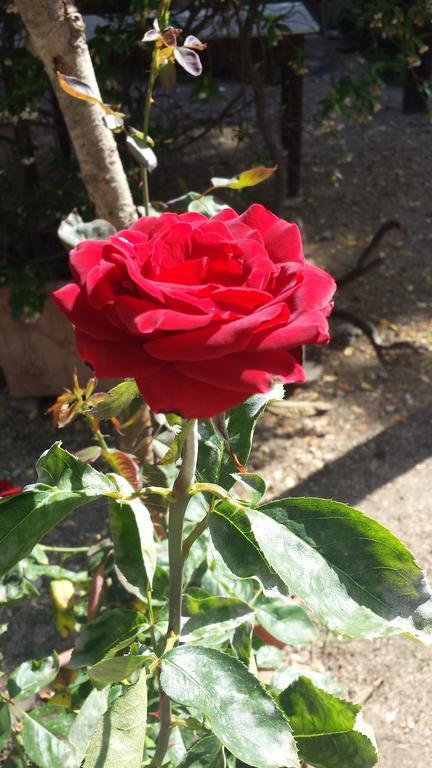קאלה ליברוטו B&B Giglio Di Mare מראה חיצוני תמונה